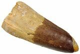 Fossil Spinosaurus Tooth - Real Dinosaur Tooth #329595-1